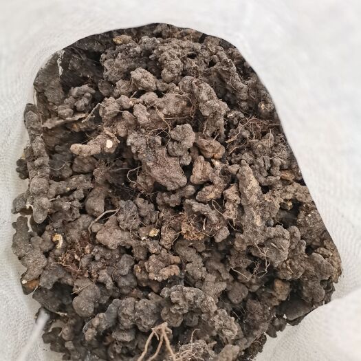 隆化县出售 猪苓