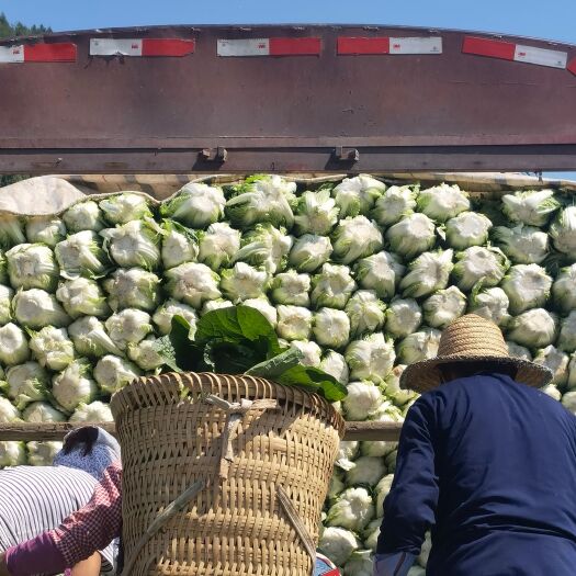 盐亭县包尖白菜 大白菜基地货