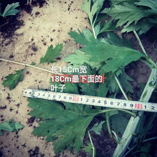 唐河县药用艾叶苗盆栽艾草苗食用艾叶草种子种植新鲜蕲艾苗孑艾草艾叶