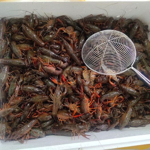 长沙 小龙虾