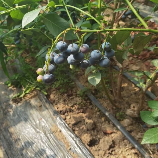 庄河市蓝丰蓝莓 今日优惠，1.8+艾克塔，来克西蓝莓45