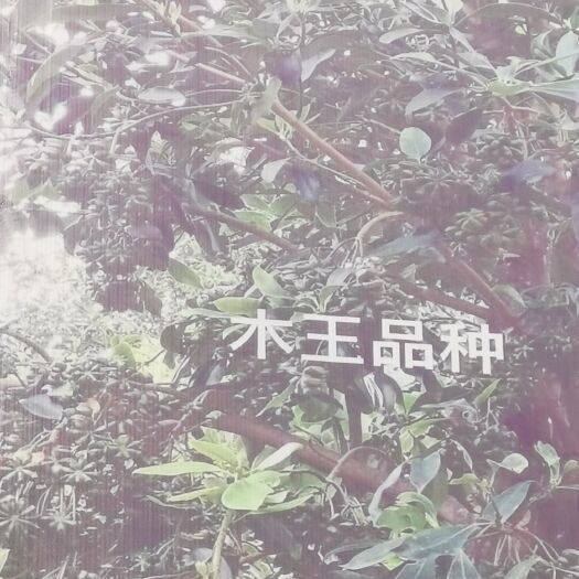 藤县八角树苗 八角嫁接苗木王品种