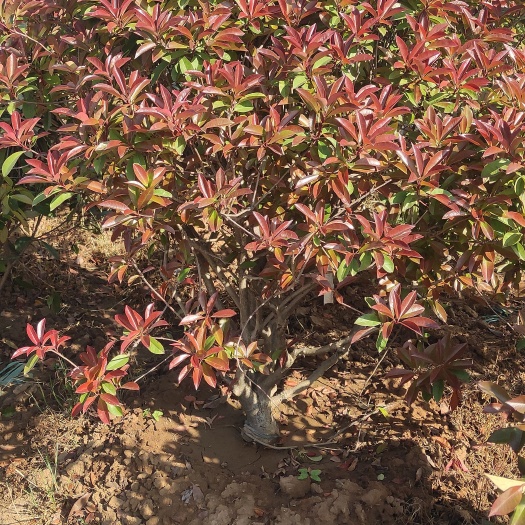 沭阳县红叶石楠球