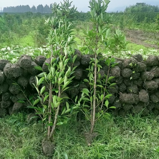 宁波诚信赢天下!本人出售：法国冬青批发，毛娟，春娟，夏娟，红花