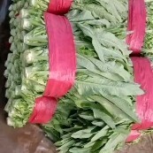 西宁精品青油麦 油麦菜，欢迎各地老板采购