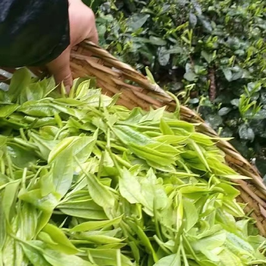 怒江特产 一芽两叶 茶叶