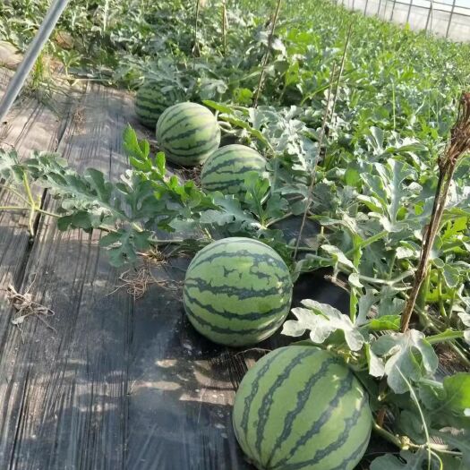 杞县8424西瓜 8424 美都 老百姓都喜欢吃的西瓜  基地直