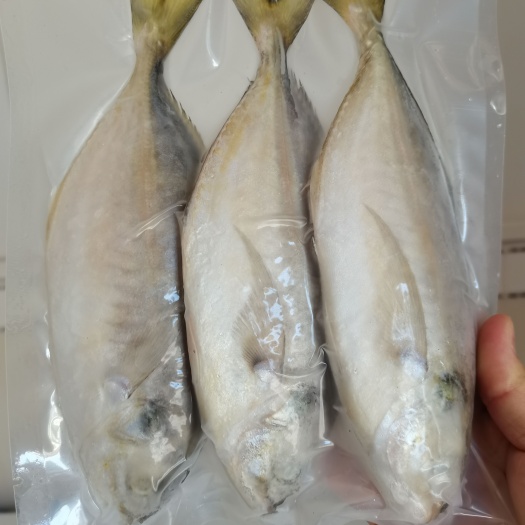 北海 龙头鱼，软头鱼