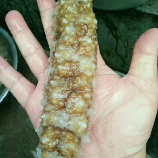琼海市黄玉参