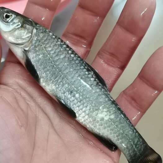 南宁黑鲩鱼苗，脆肉鲩鱼苗，杂交良种鲩鱼苗，大小规格齐全，打过疫苗