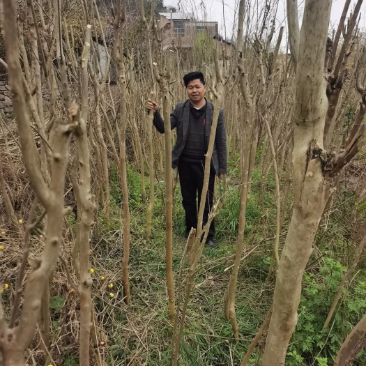 华蓥市清场地，占地紫薇树