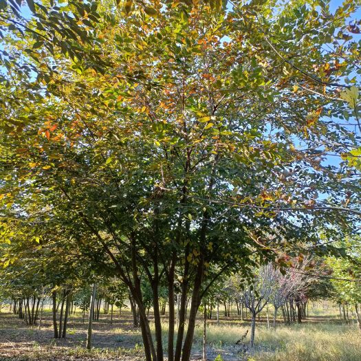 邳州市红榉 丛生榉树，高度5米，大量供应