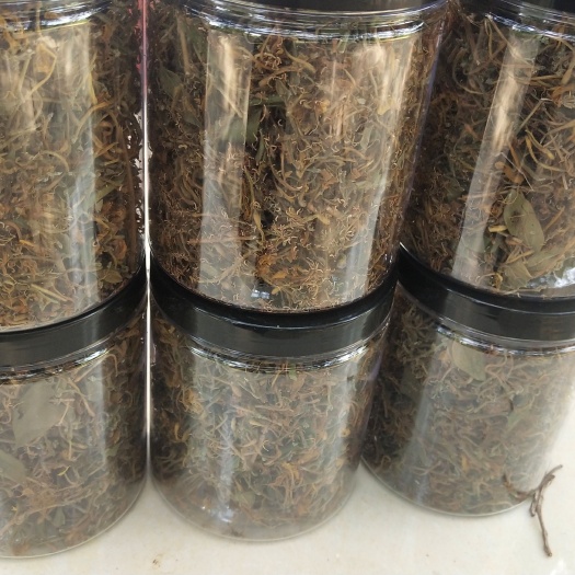 江门金银花茶