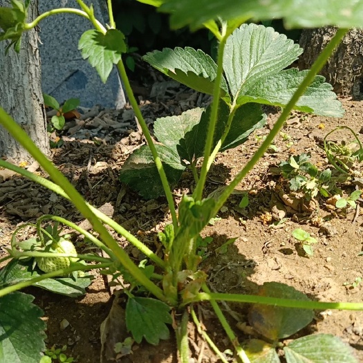 泰安草莓苗，四季草莓苗一年四季都结果的草莓苗！