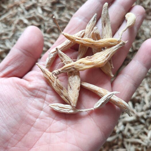 平远县麦冬