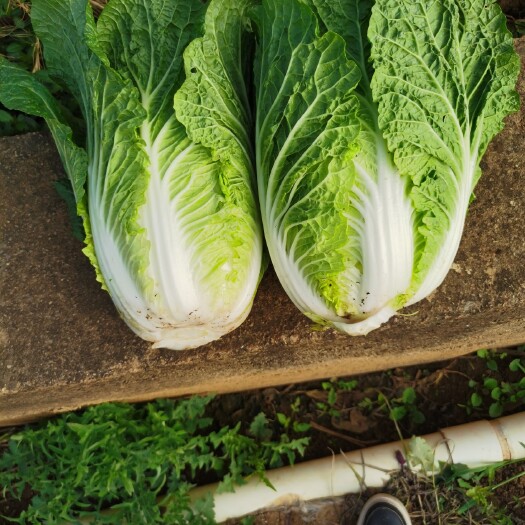 泸西县黄心大白菜   娃娃菜   橄榄