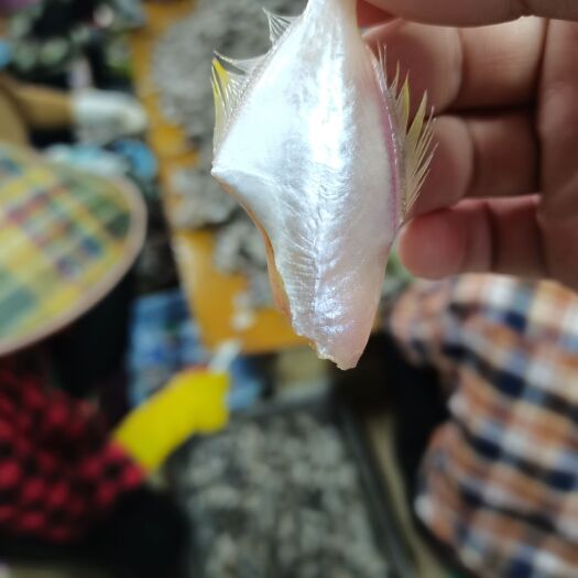 北海马面鱼