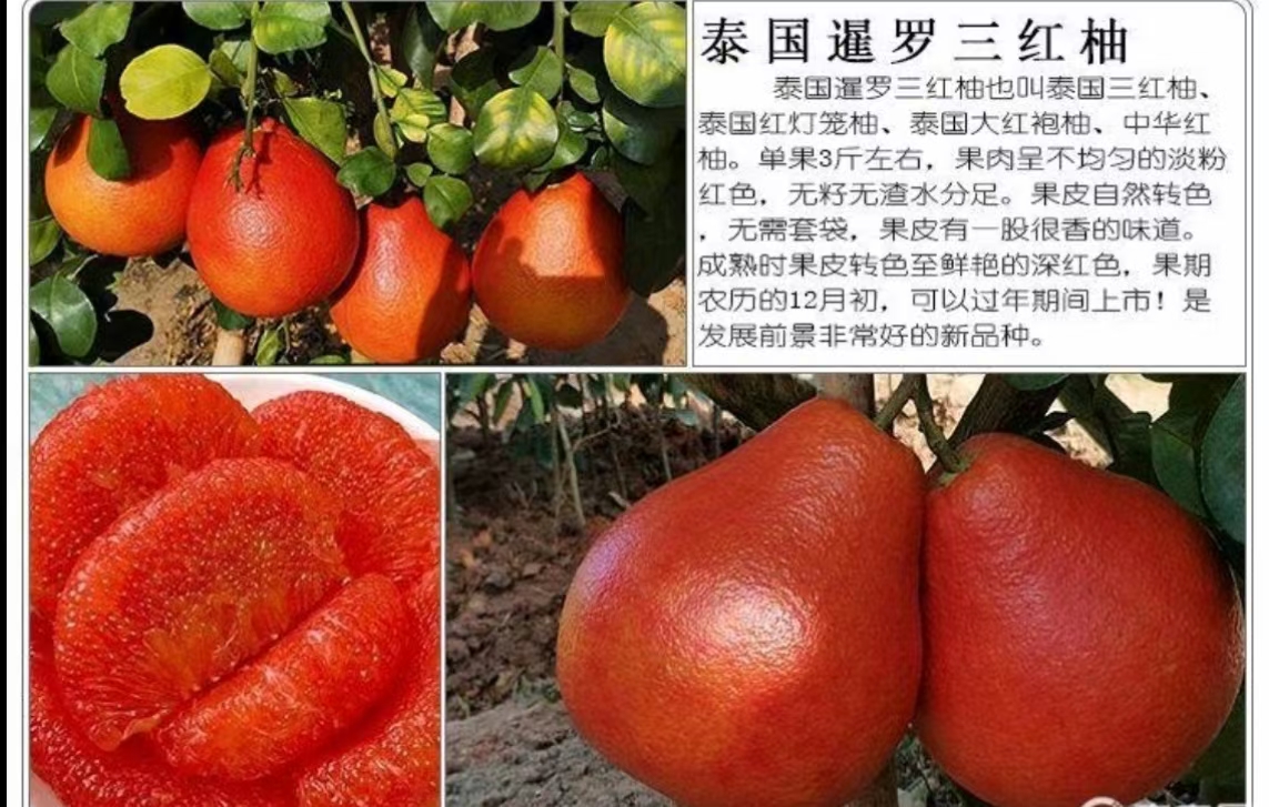 凱利果苗場(chǎng)
