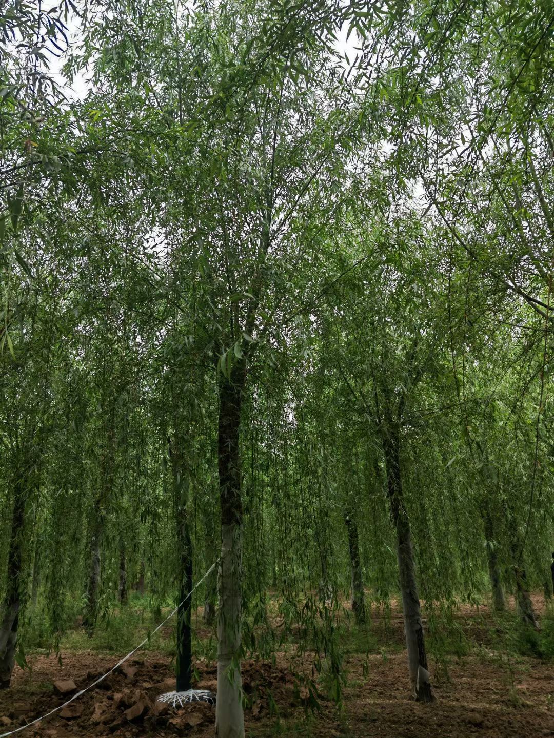 青垂柳/西湖垂柳/嫁接垂柳