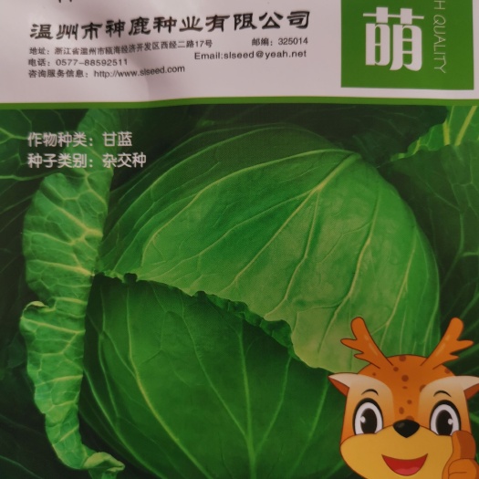成都绿甘蓝种子 夏萌，皮薄，无腊粉