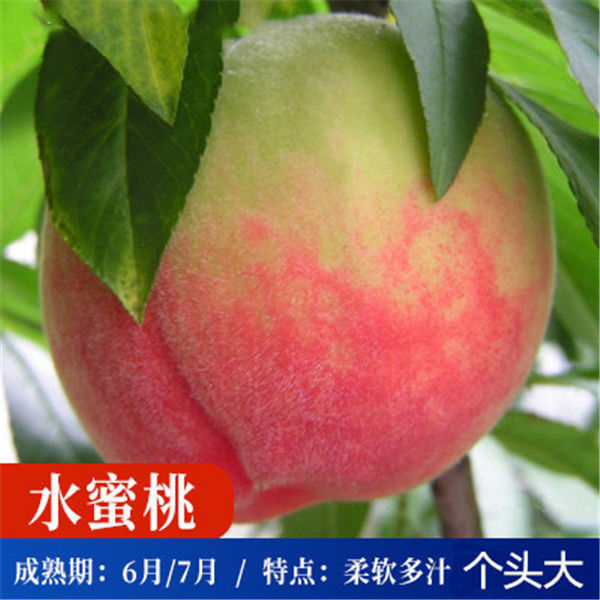 八棵樹苗木