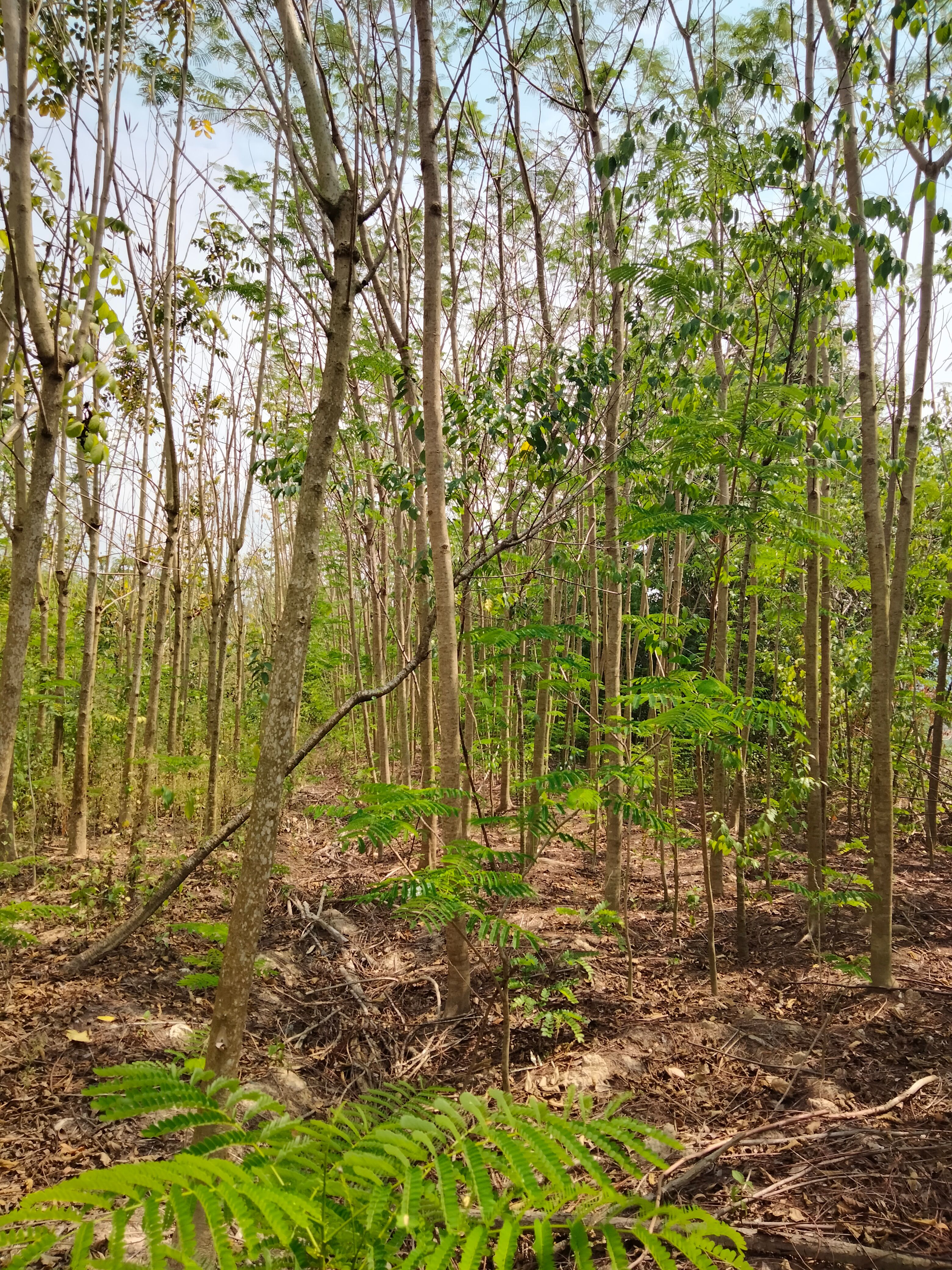 凤凰木米径8至10分至20分以上都有