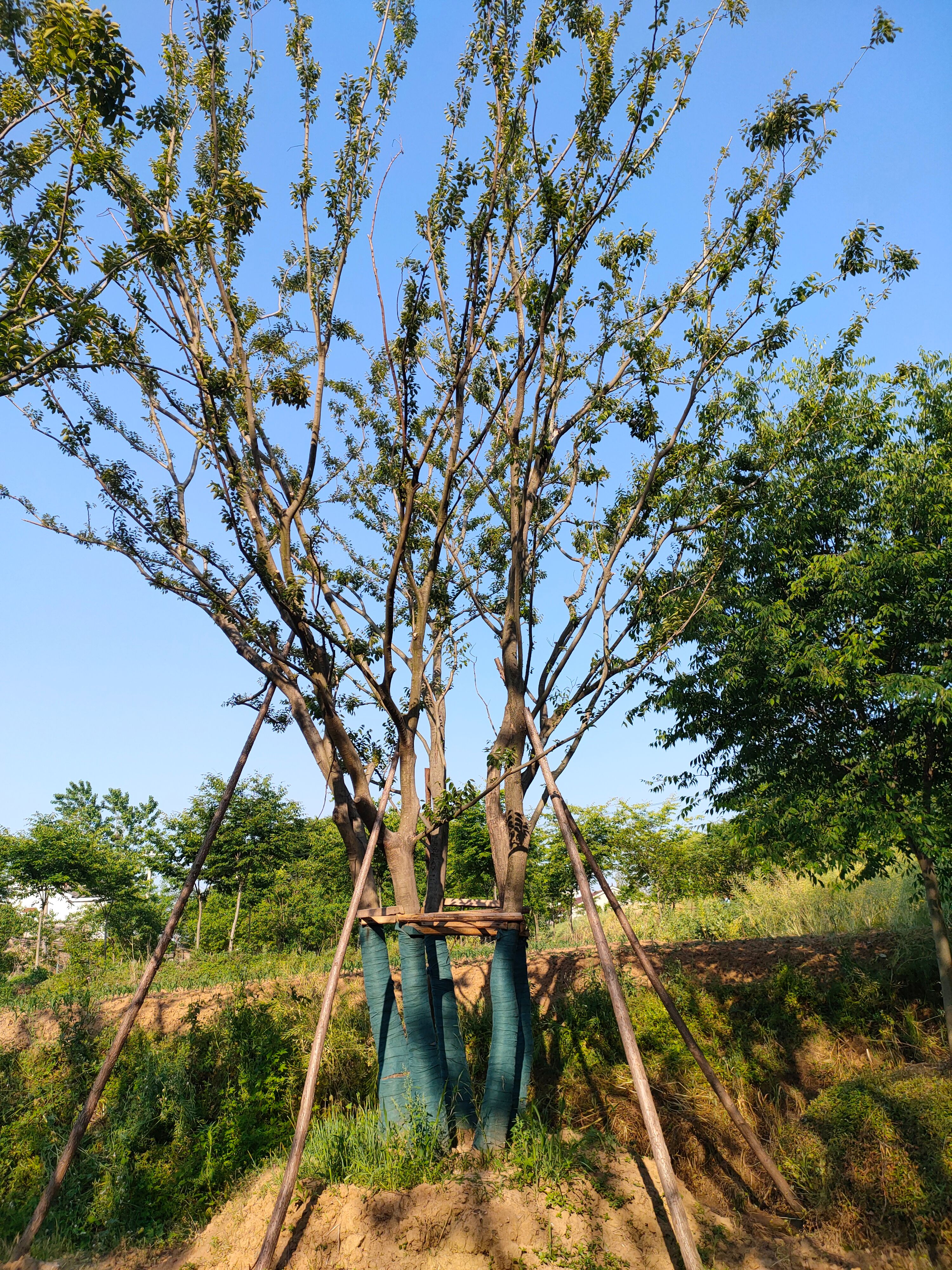 丛生朴树拼栽大量供应各种树，全国直销树形圆满场地直销诚信做人