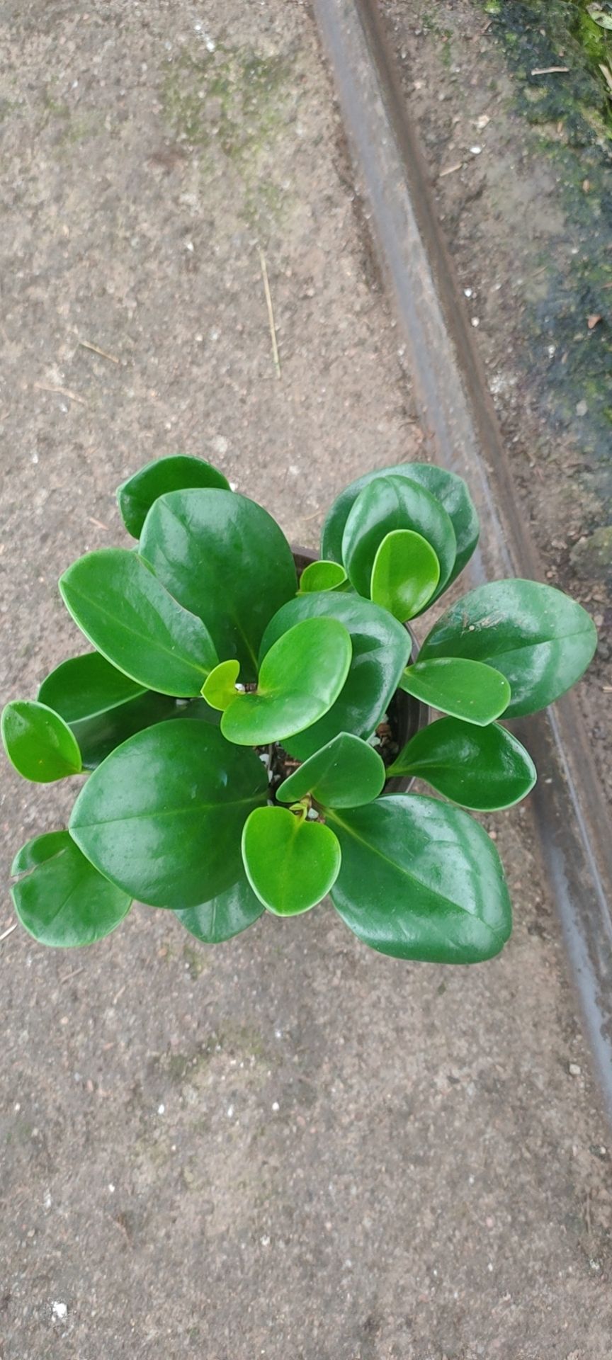 青叶碧玉，碧玉兰  碧玉，电脑宝贝，