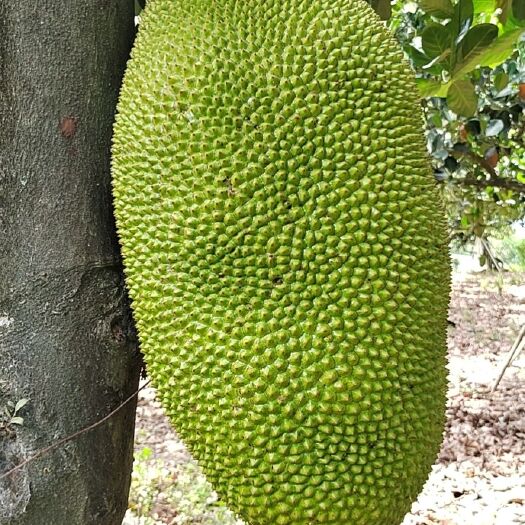 乐东县海南菠萝蜜产地直发，整车直发，品质保证，量大从优