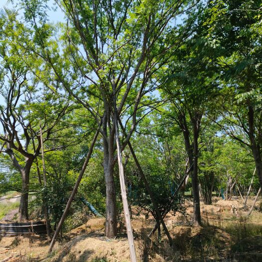 朴树大量供应各种规格，全国发货树形优美基地直销诚信经营