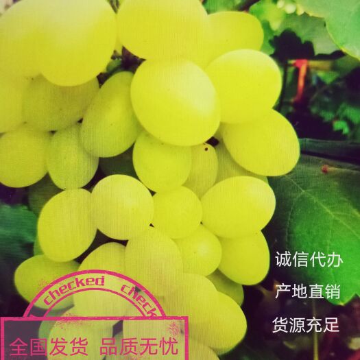 饶阳县饶阳维多利亚葡萄，产地直销  颗粒均匀  海量货源可供选择