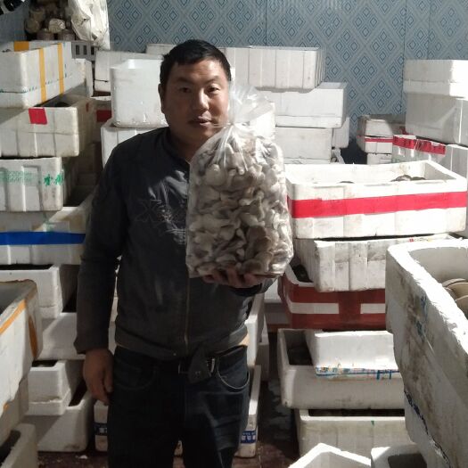 益阳秀珍菇