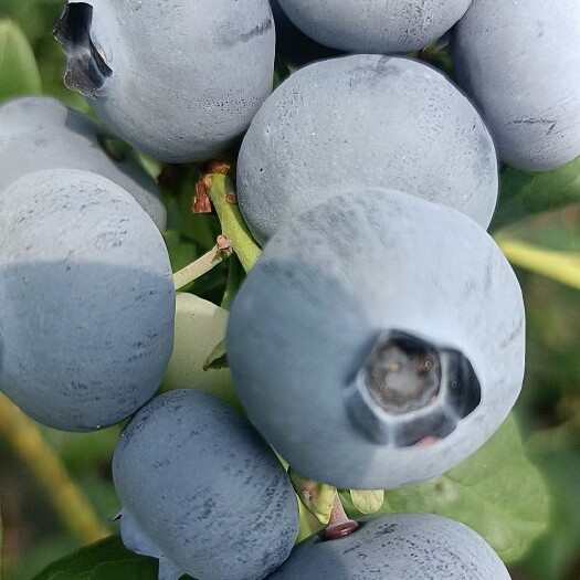 绥中县现栽蓝莓