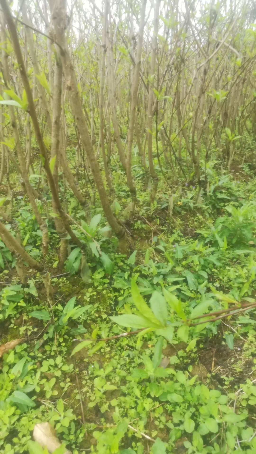 黄桃四月红苗