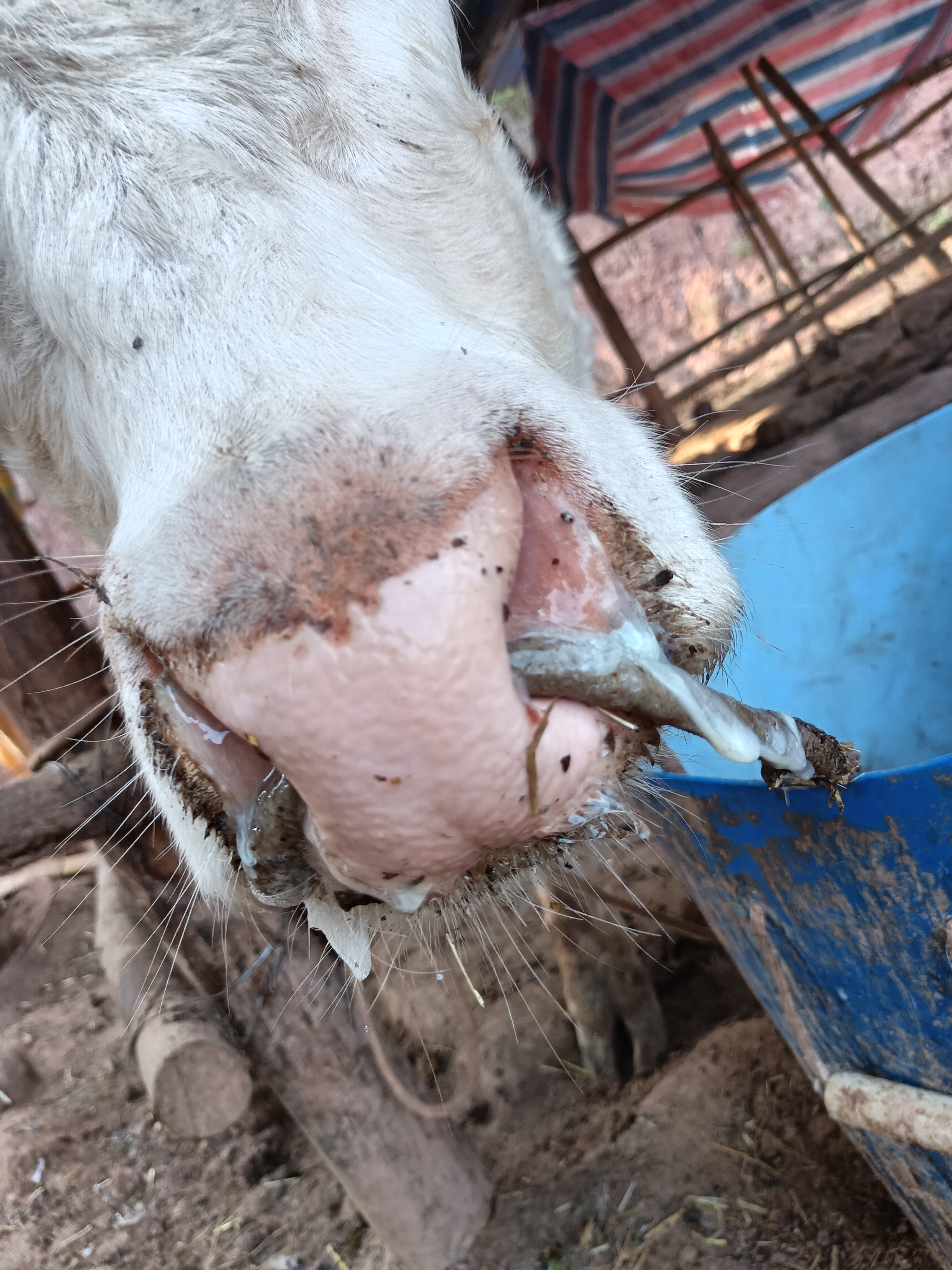 鼻子里老是流这种乳白色的鼻涕当地兽医说是灌脓或者是什么东西吸鼻子