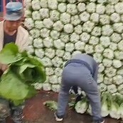 临洮县大白菜