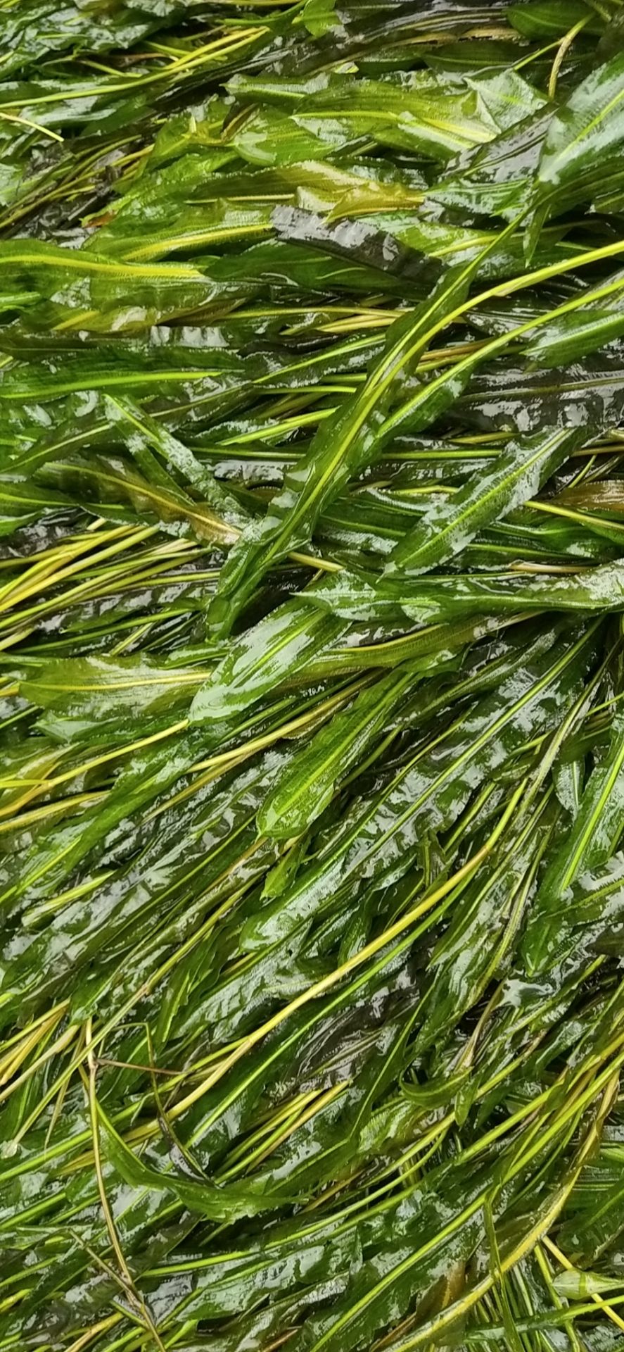 资兴市马来眼子菜