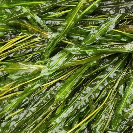 马来眼子菜