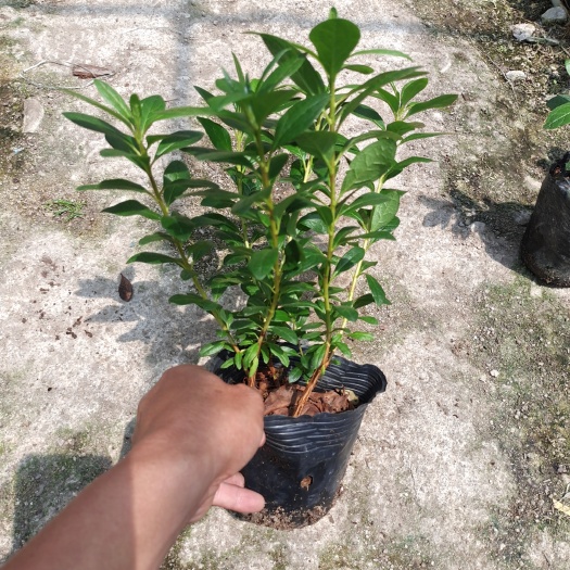 漳平市杜鹃花盆栽13杯杨梅红电商绿化的精品货福建龙岩基地直销