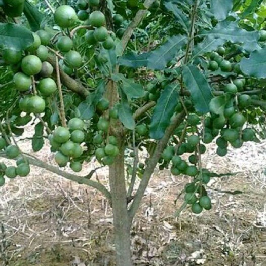 灵山县夏威夷澳洲坚果苗，干果皇后，营养价值