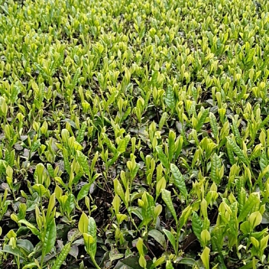 寿宁县高山绿茶