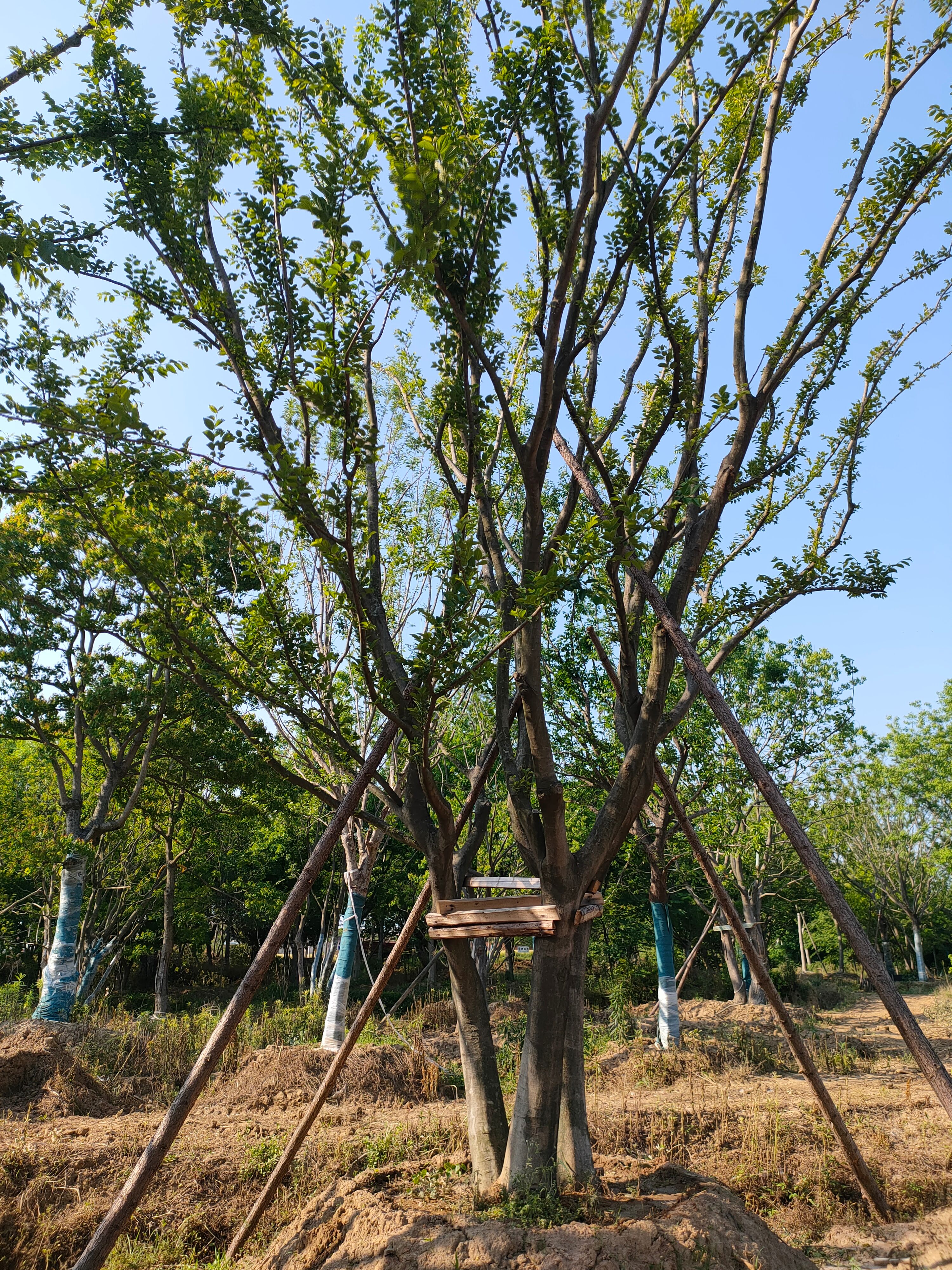 丛生朴树拼栽大量供应各种树，全国直销树形圆满场地直销诚信做人