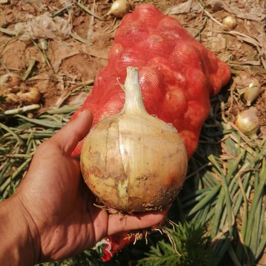 新野县黄皮洋葱  本地黄洋葱月底大量上市了
