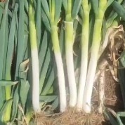 安丘市安丘优质铁杆大葱现货销售，保证质量，欢迎国内各大市场老板洽谈