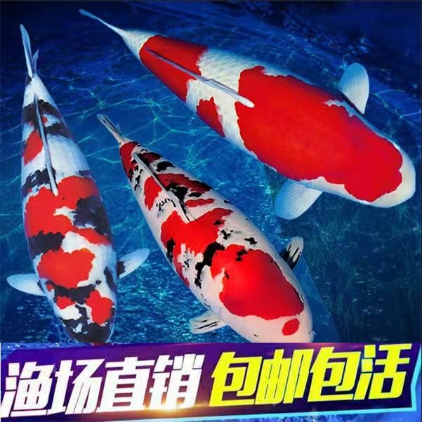 观赏鱼