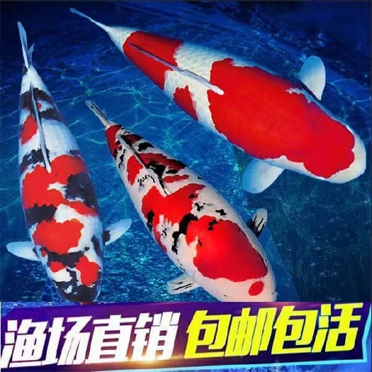镇平县观赏鱼