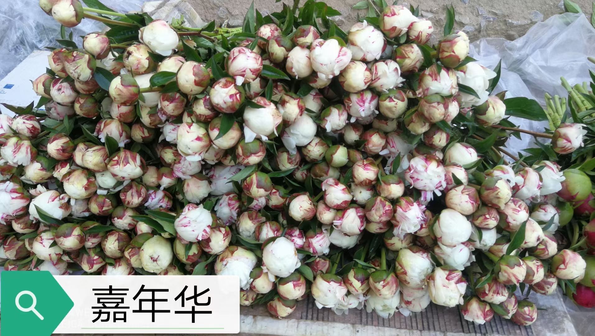 鲜切花芍药，国产