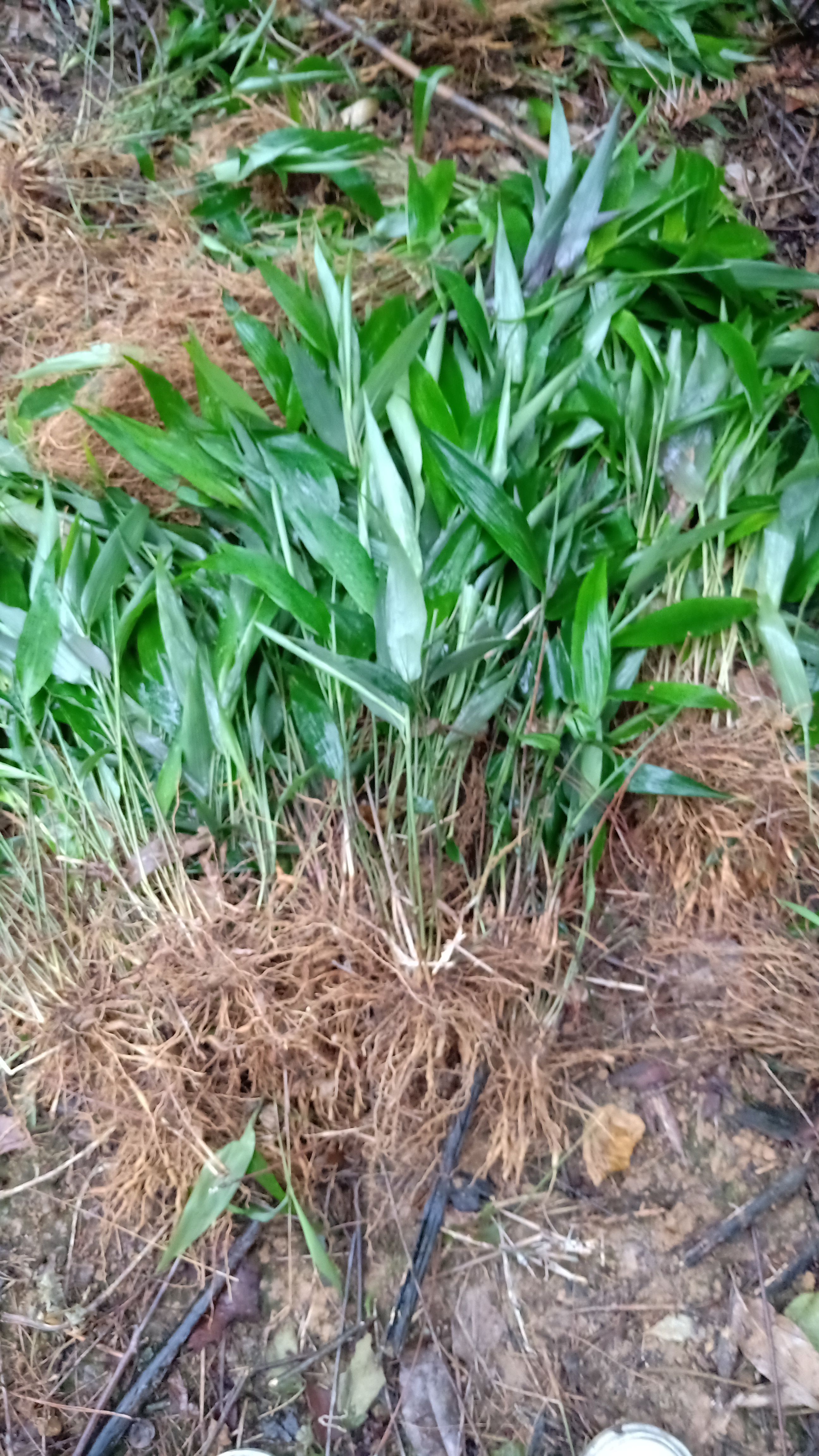 灵川县林下套种药材淡竹叶苗，一地双收经济价值高，一次种植收获20年