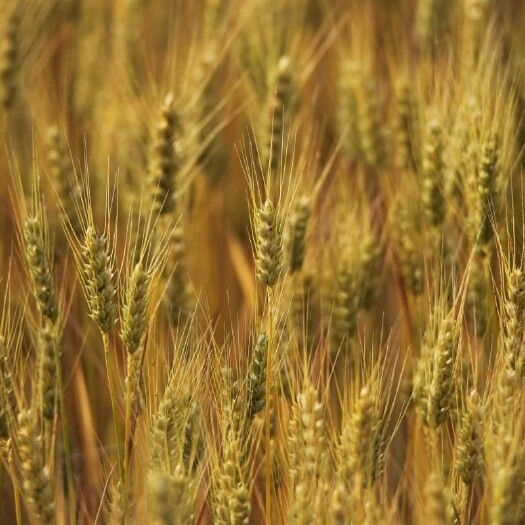 荆州白麦 湖北荆州小麦万亩基地，优质新小麦，5月10日左右上市。