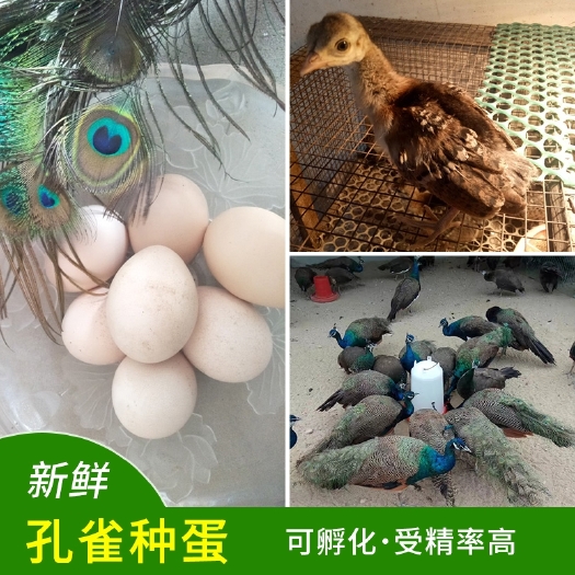 嘉祥县孔雀蛋授精种蛋食用蛋